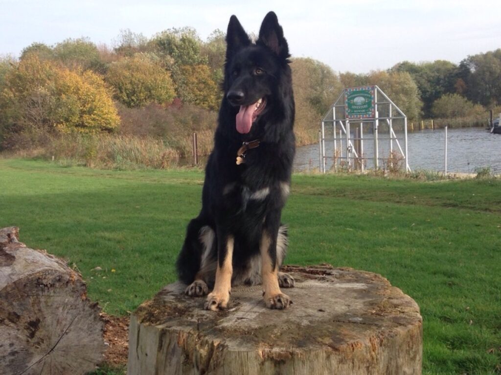 My Dog Django German Shepherd husky